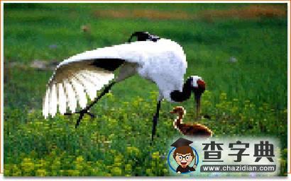 中國動(dòng)物中的國寶之丹頂鶴1