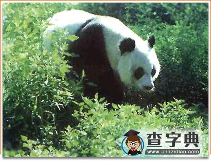 中國(guó)動(dòng)物中的國(guó)寶之大熊貓1