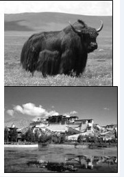 第二單元西北地區(qū)和青藏地區(qū)八年級(jí)地理單元練習(xí)作業(yè)3