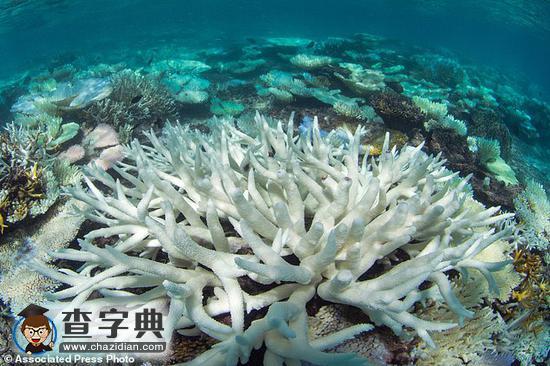 海水變暖致世界一半珊瑚礁死亡1