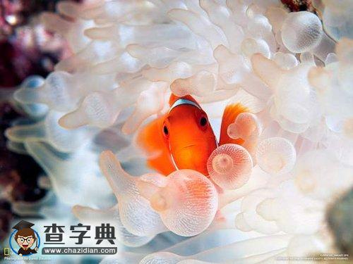 白條?？~甘做“園丁”1