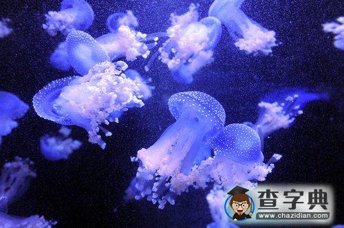 南京海底水母館開(kāi)放 品種居亞洲第一3