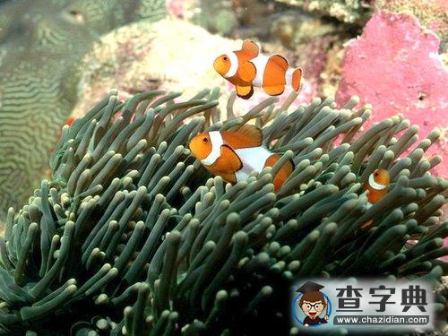 全球珊瑚礁正在加速消亡 將帶來(lái)生態(tài)災(zāi)難1
