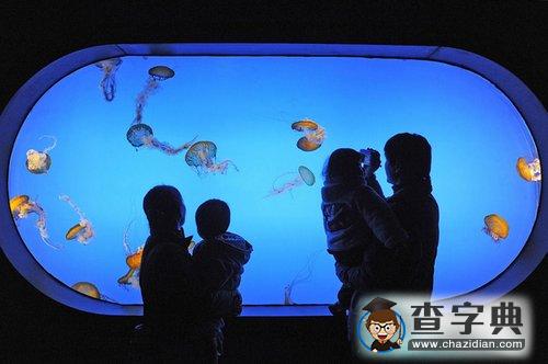 南京海底水母館開(kāi)放 品種居亞洲第一1
