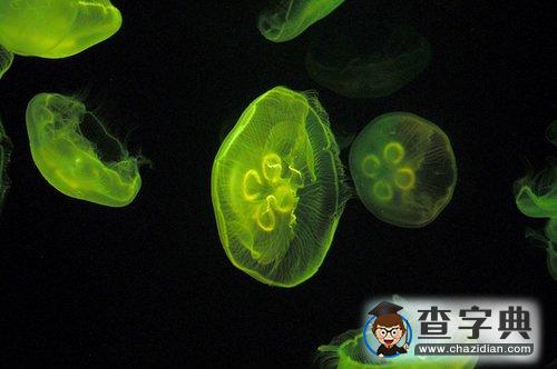 南京海底水母館開(kāi)放 品種居亞洲第一2