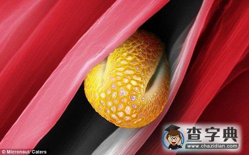 合歡樹(shù)花粉酷似UFO4