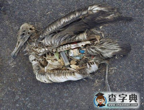 “人間天堂”中途島正被垃圾淹沒(méi)1