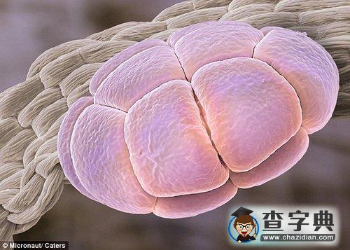 合歡樹(shù)花粉酷似UFO1