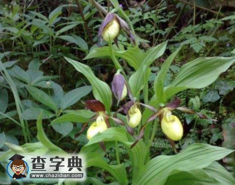 英國最后一株杓蘭將開花2