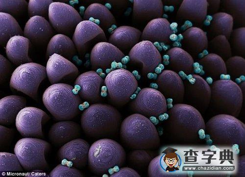 合歡樹(shù)花粉酷似UFO2