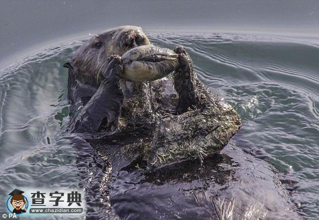 研究稱海獺就會使用石塊工具覓食1