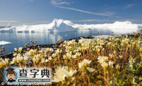 格陵蘭發(fā)現天然氣及含油沙1