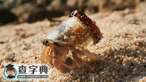 英國環(huán)境攝影大賽揭曉3