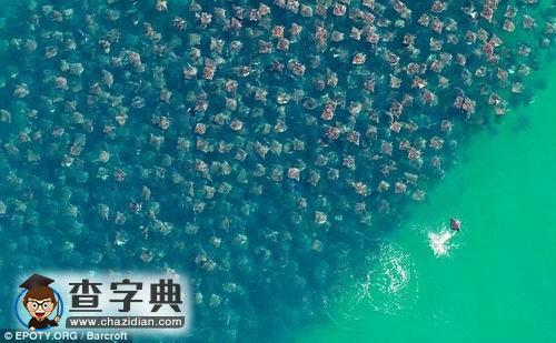 英國環(huán)境攝影大賽揭曉2