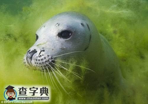 英國環(huán)境攝影大賽揭曉1