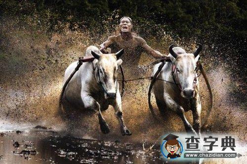 國家地理攝影大賽揭曉2
