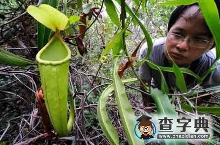 科學家在柬埔寨發(fā)現(xiàn)食肉植物新物種豬籠草1