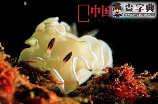 正在消失的中國海洋生物1