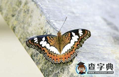 西貢榕樹(shù)澳“蝶天堂”變野戰(zhàn)場(chǎng)1