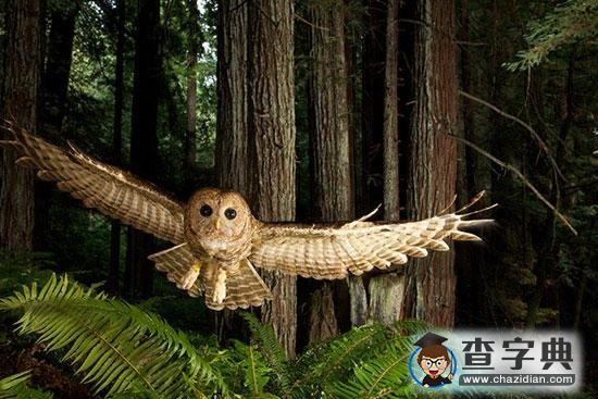 地球最難捕捉景象2