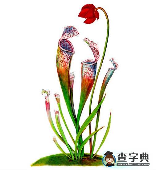 首張熒光地圖 揭陸地植物生長狀況2