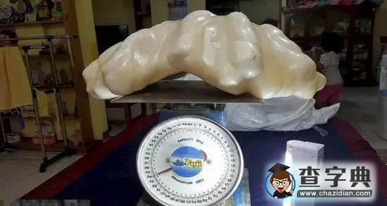 福建漁民撈海螺發(fā)現(xiàn)稀有珍珠5