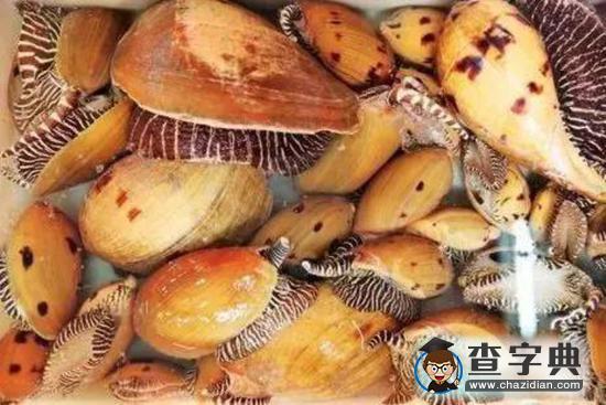 福建漁民撈海螺發(fā)現(xiàn)稀有珍珠3