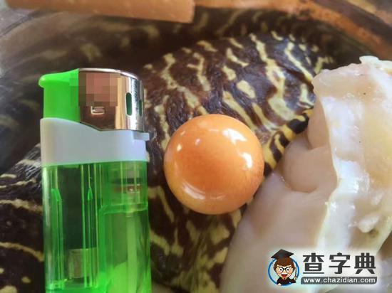 福建漁民撈海螺發(fā)現(xiàn)稀有珍珠1
