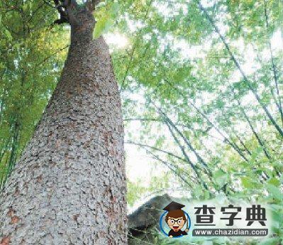 重慶綦江發(fā)現(xiàn)野生南川木菠蘿樹1