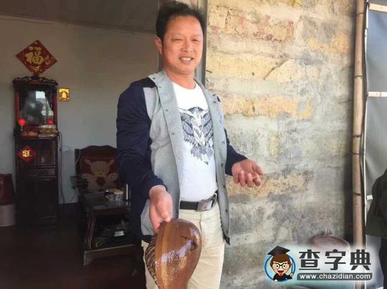 福建漁民撈海螺發(fā)現(xiàn)稀有珍珠2
