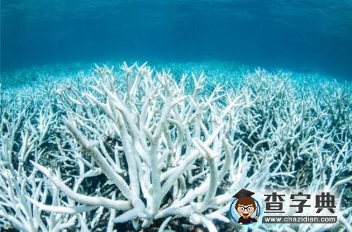 研究:大堡礁珊瑚白化危機史無前例1