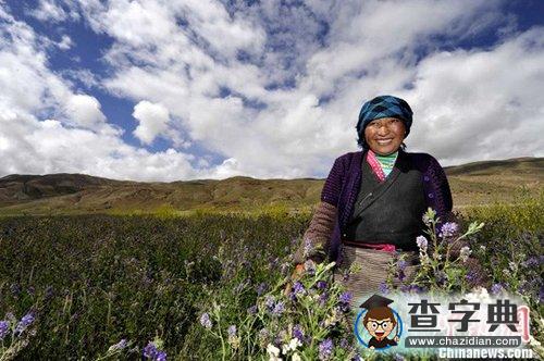 西藏山南隆子縣人工種草 生態(tài)環(huán)境明顯改善1