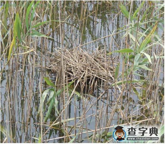 臺風(fēng)“梅花”掃過，捕魚港優(yōu)化區(qū)鳥類不減1