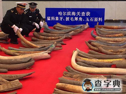滅絕4000年的猛犸象:其象牙值得走私的價(jià)值在哪里?1