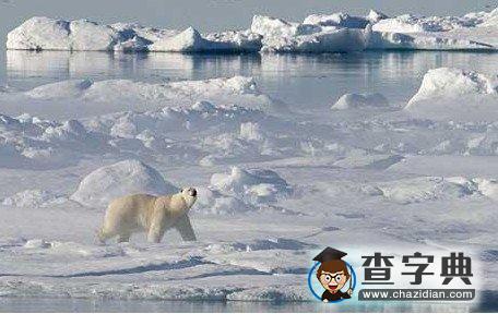 英專家稱2015北極海冰完全消失 北極熊或滅絕1
