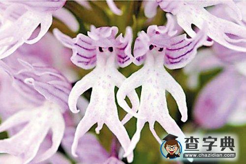希臘神秘人形花朵：令人驚艷的“睪丸蘭”1