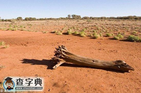 過(guò)去30年全球溫度升高或致植物“瘋長(zhǎng)”1