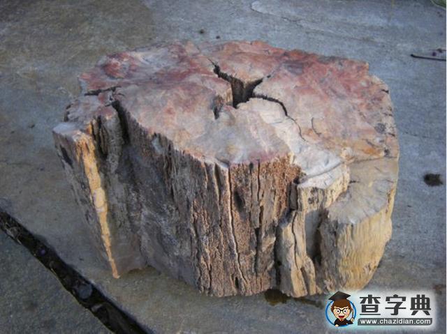 科學(xué)家發(fā)現(xiàn)二億年前的木化石1