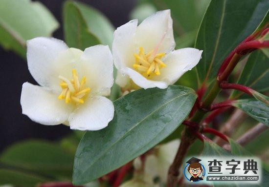 斐濟(jì)發(fā)現(xiàn)開花植物新物種 確切分類尚待確認(rèn)1