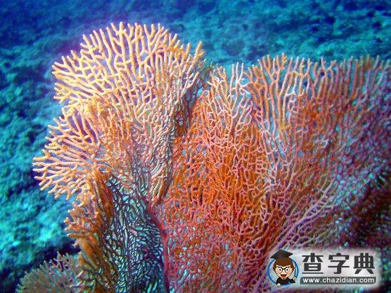 驟冷與長(zhǎng)期升溫有害珊瑚生長(zhǎng)甚至大面積死亡1