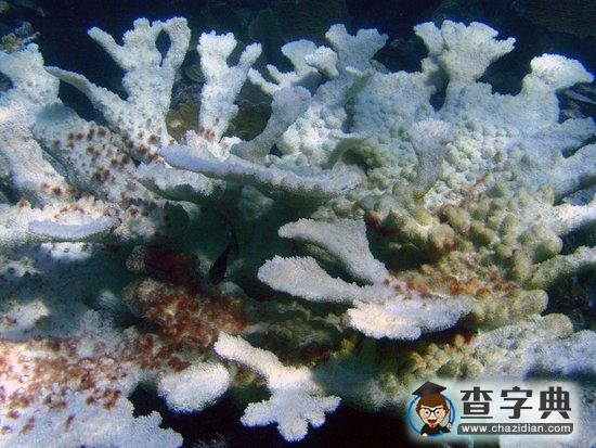 驟冷與長(zhǎng)期升溫有害珊瑚生長(zhǎng)甚至大面積死亡2