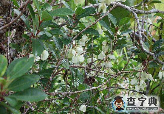 斐濟(jì)發(fā)現(xiàn)開花植物新物種 確切分類尚待確認(rèn)2