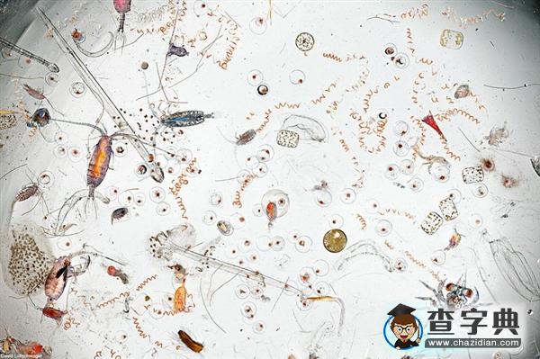 喝一口海水里面都有什么？各式活海鮮還有它們的蛋2