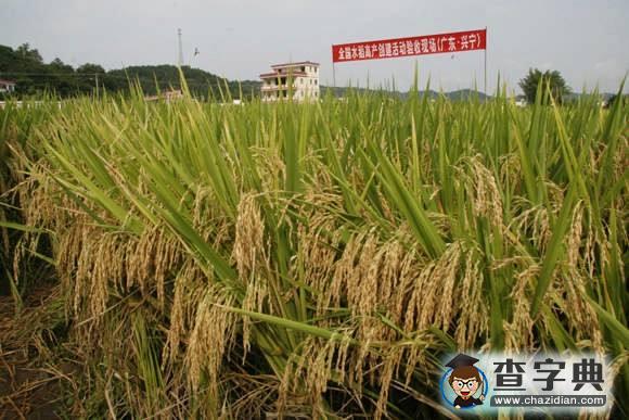 雜草“吃掉”10億人口糧:警惕雜草高抗藥性風(fēng)險(xiǎn)1