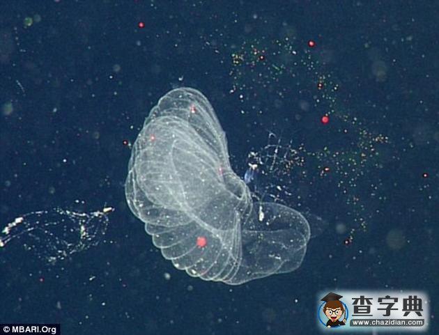 微小塑料如何抵達深海？浮游生物吞食后排至海底3