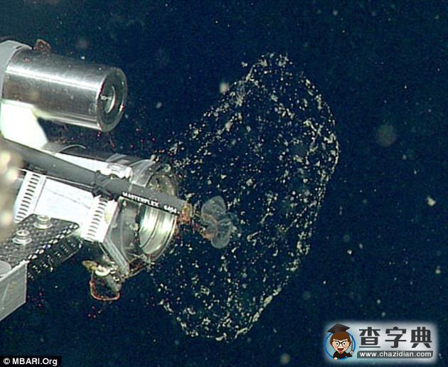 微小塑料如何抵達深海？浮游生物吞食后排至海底2