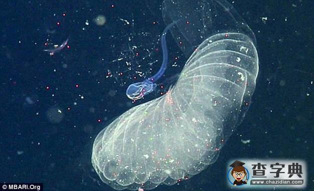 微小塑料如何抵達深海？浮游生物吞食后排至海底1