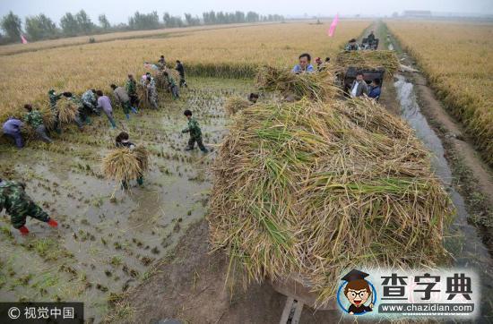 中國科學(xué)家成功選育比人高的“巨型稻”最高達(dá)2.25米1