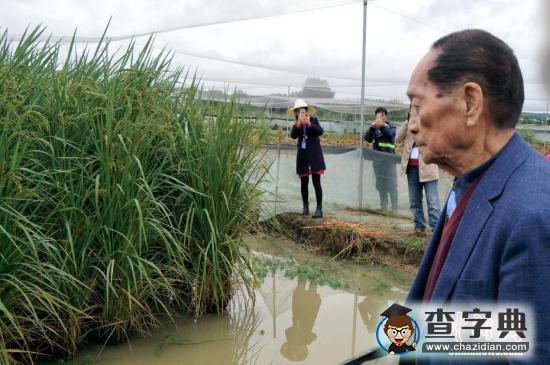 與“雜交水稻之父”袁隆平在禾下“乘涼”2