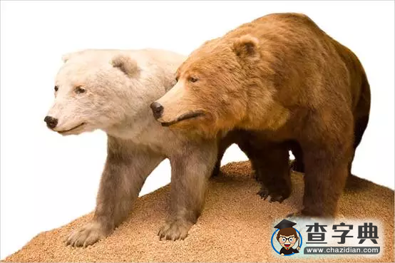 雜交不僅幫瀕危物種度難關(guān)，還對(duì)新物種演化至關(guān)重要2